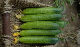 黄瓜在线视频,揭秘绿色蔬菜的种植与营养奥秘